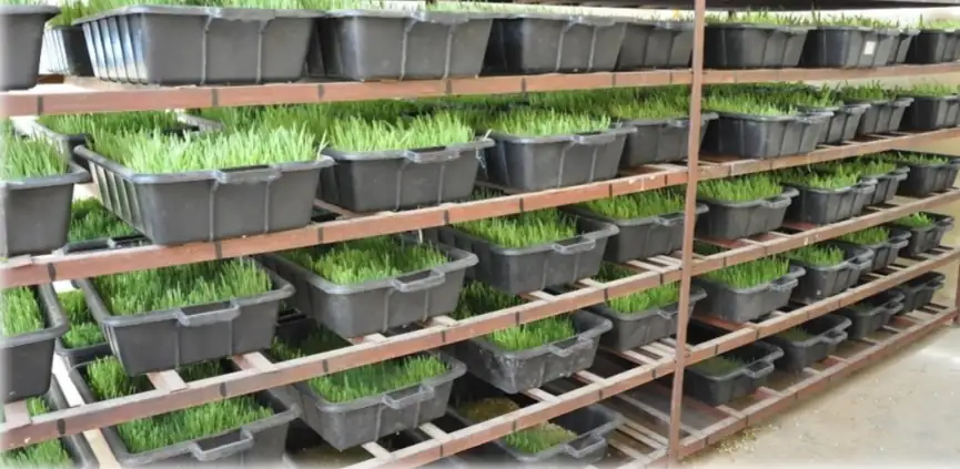 Étagères de production de fourrage hydroponique